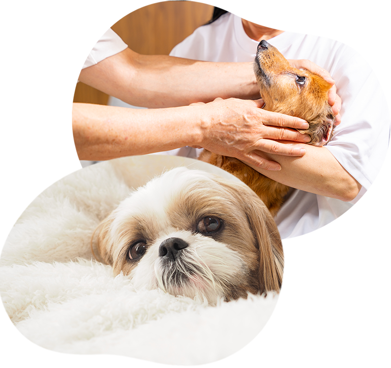 愛犬の健康と快適な生活をサポート