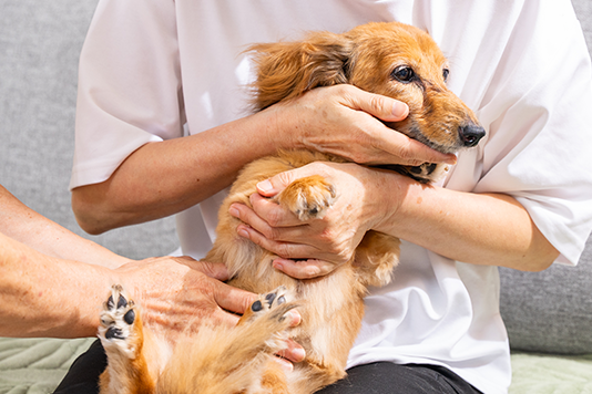 人間用の根本療法を応用した犬専用メソッド