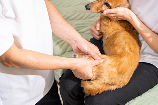 人間用の根本療法を応用した犬専用メソッド
