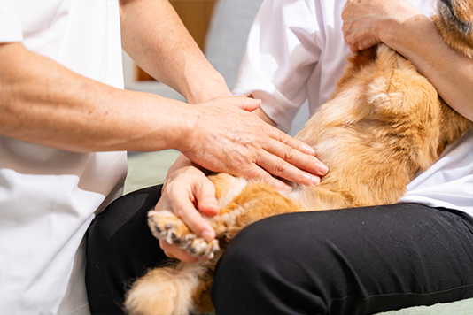 犬の整体